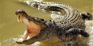 بالبلدي : واقعة مأساوية.. تمساح يبتلع طفلة في نهر بإندونيسيا