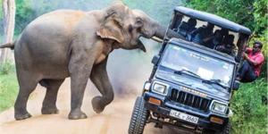 بالبلدي : واقعة غريبة.. كمين للأفيال بجنوب أفريقيا